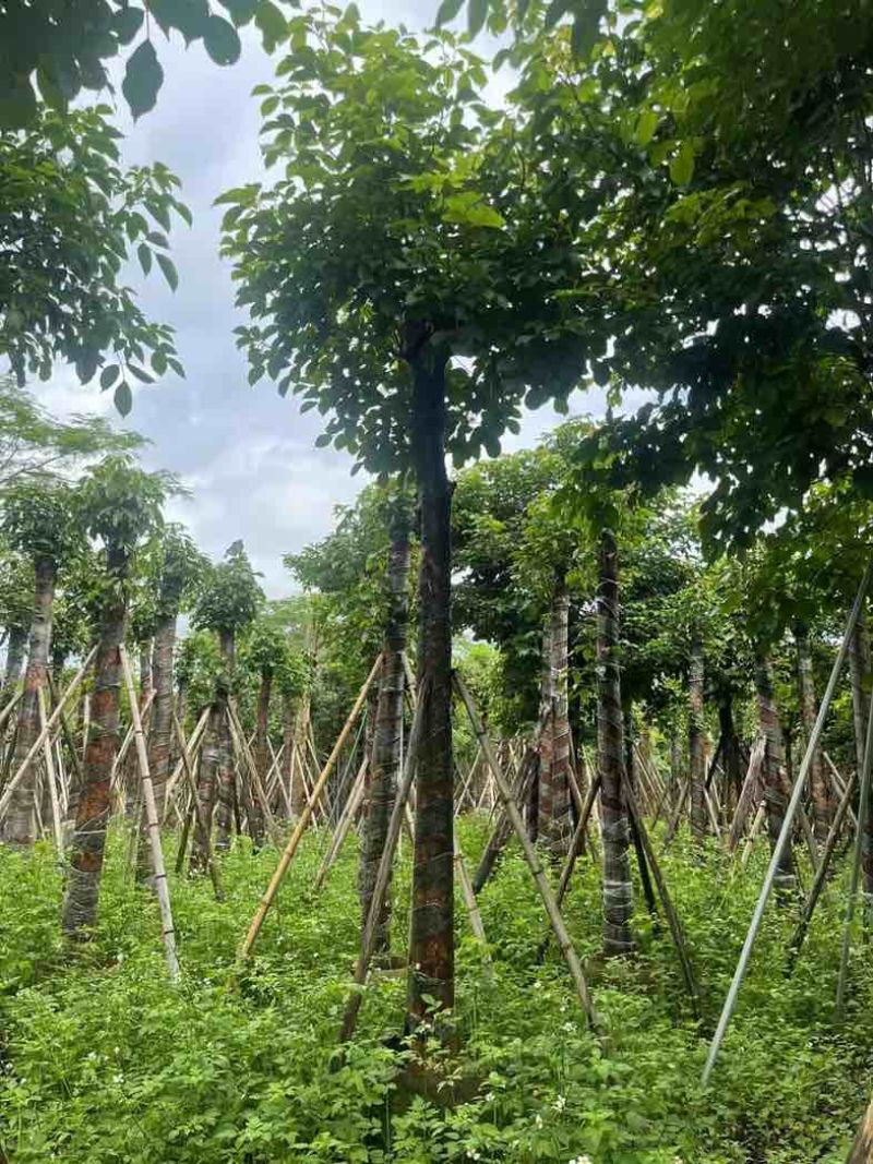 重阳木基地直销规格齐全有需要的老板欢迎来电咨询合作