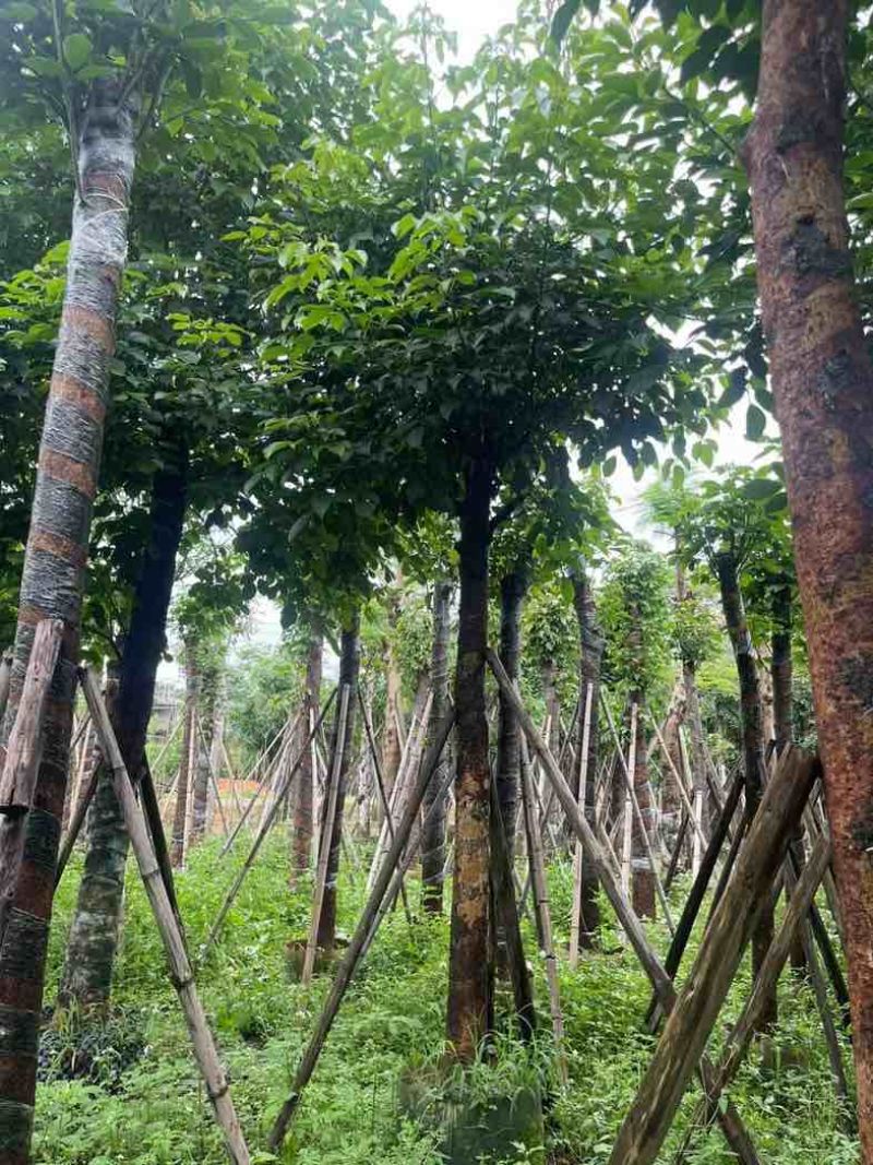 重阳木基地直销规格齐全有需要的老板欢迎来电咨询合作