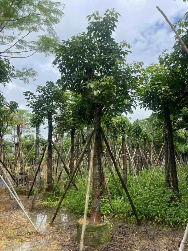 重阳木基地直销规格齐全有需要的老板欢迎来电咨询合作