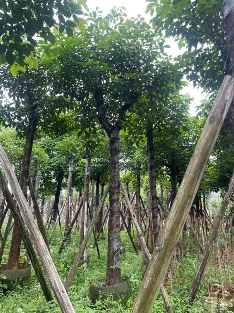 重阳木基地直销规格齐全有需要的老板欢迎来电咨询合作