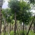重阳木基地直销规格齐全有需要的老板欢迎来电咨询合作