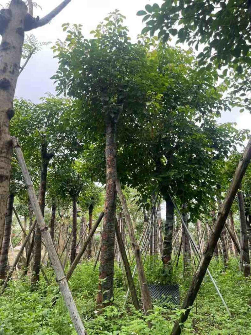 重阳木基地直销规格齐全有需要的老板欢迎来电咨询合作