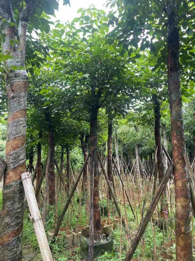 重阳木基地直销规格齐全有需要的老板欢迎来电咨询合作