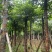 重阳木基地直销规格齐全有需要的老板欢迎来电咨询合作