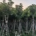秋枫树基地直销规格齐全有需要的老板欢迎来电咨询合作