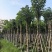 秋枫树基地直销规格齐全有需要的老板欢迎来电咨询合作