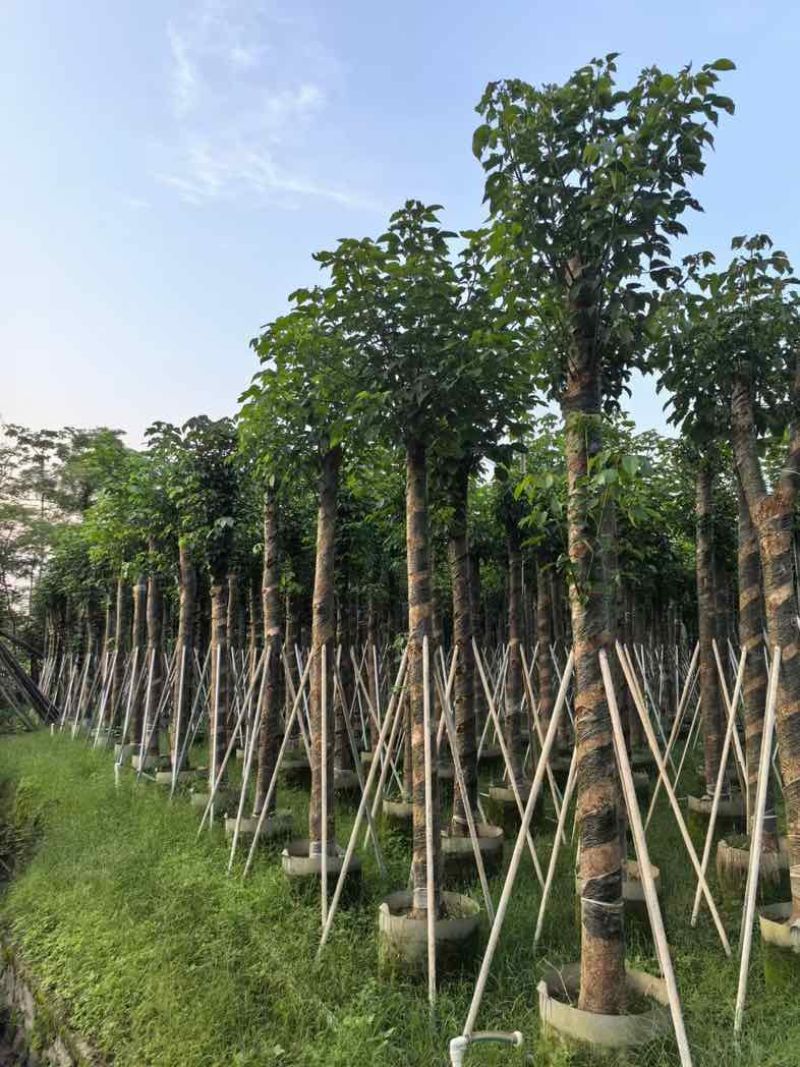 秋枫树基地直销规格齐全有需要的老板欢迎来电咨询合作
