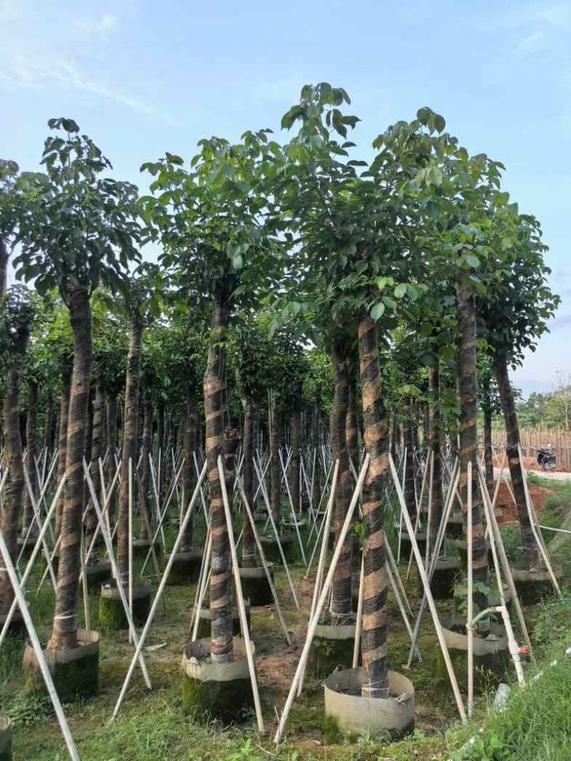 秋枫树基地直销规格齐全有需要的老板欢迎来电咨询合作