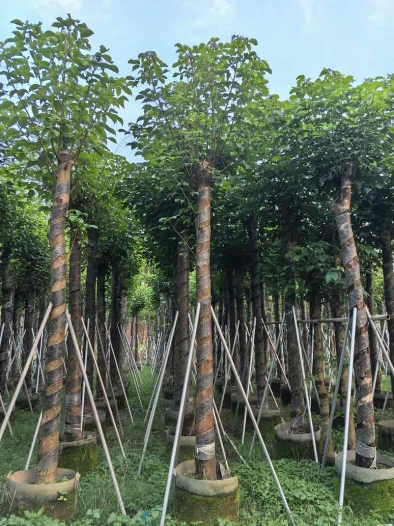 秋枫树基地直销规格齐全有需要的老板欢迎来电咨询合作