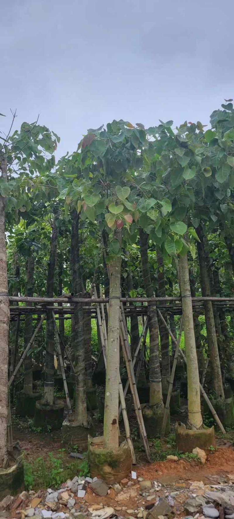 菩提榕基地直销规格齐全有需要的老板欢迎来电咨询合作