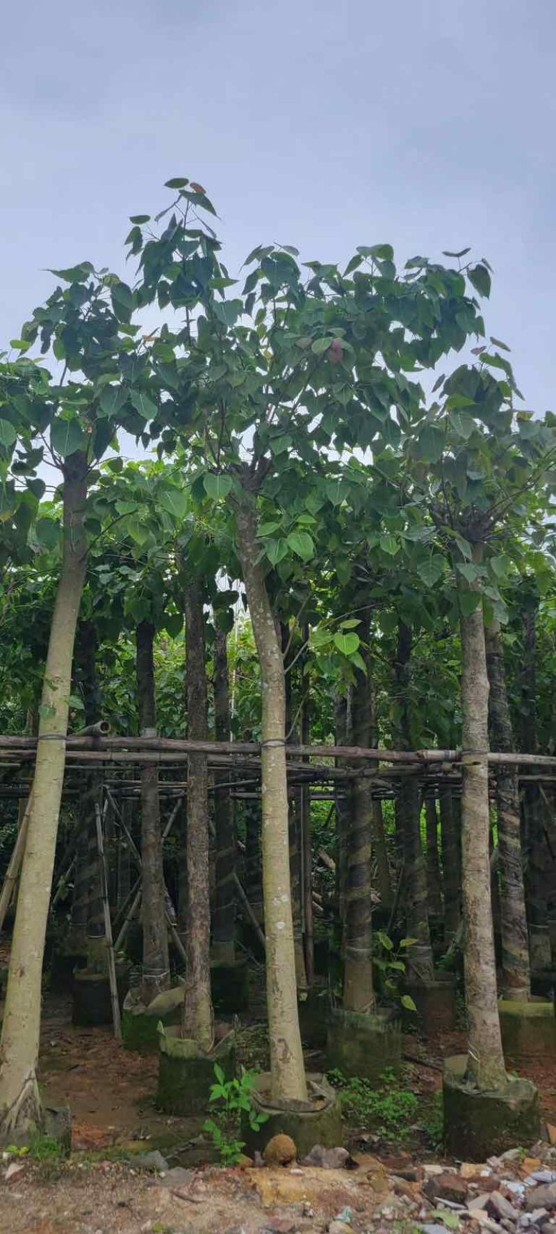 菩提榕基地直销规格齐全有需要的老板欢迎来电咨询合作