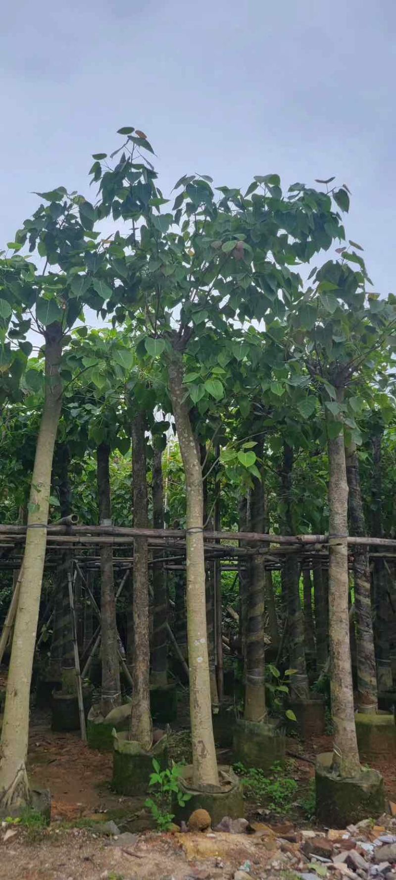 菩提榕基地直销规格齐全有需要的老板欢迎来电咨询合作