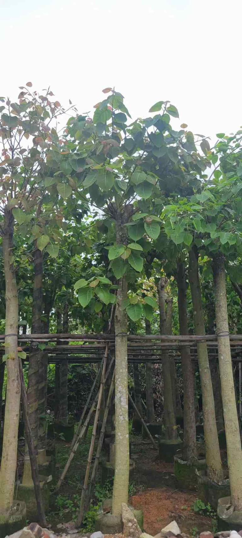 菩提榕基地直销规格齐全有需要的老板欢迎来电咨询合作