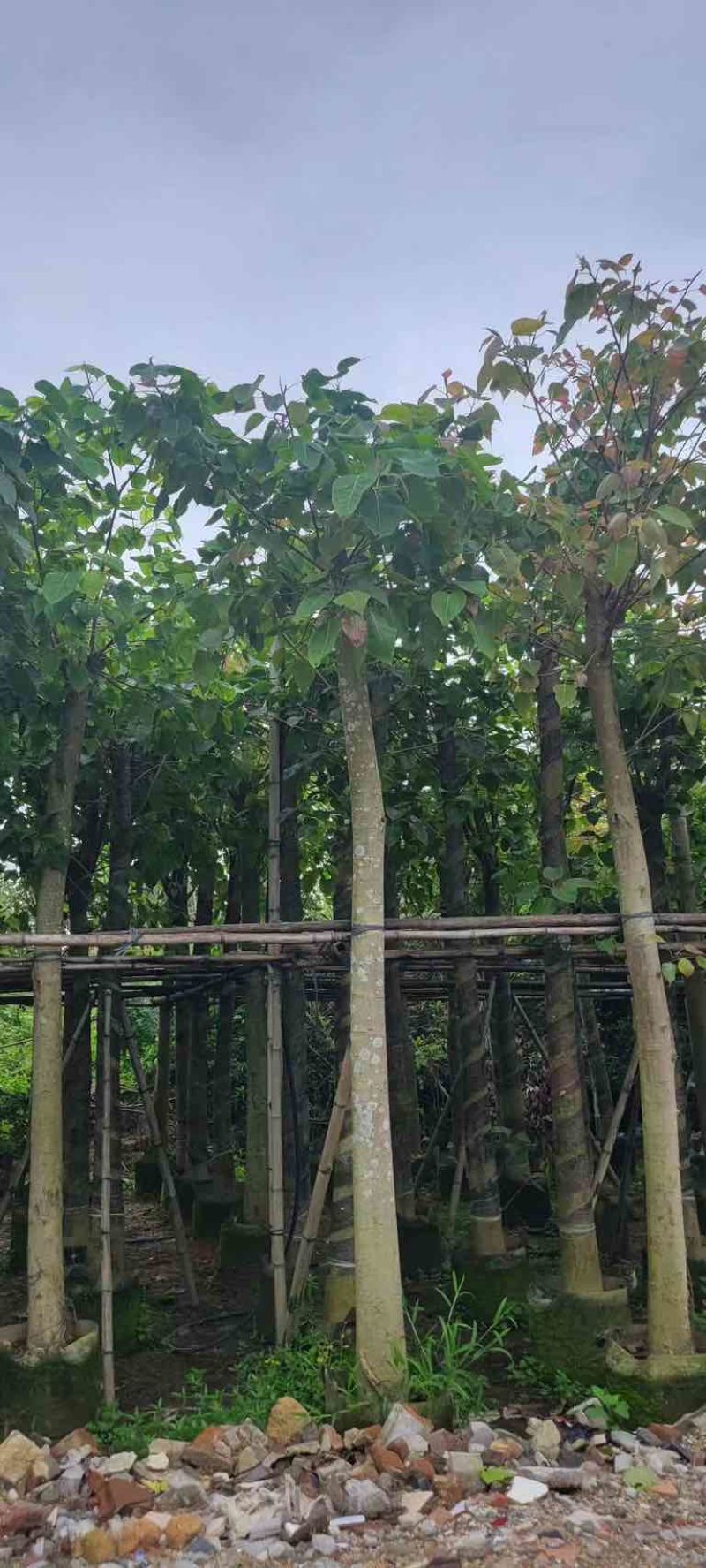 菩提榕基地直销规格齐全有需要的老板欢迎来电咨询合作