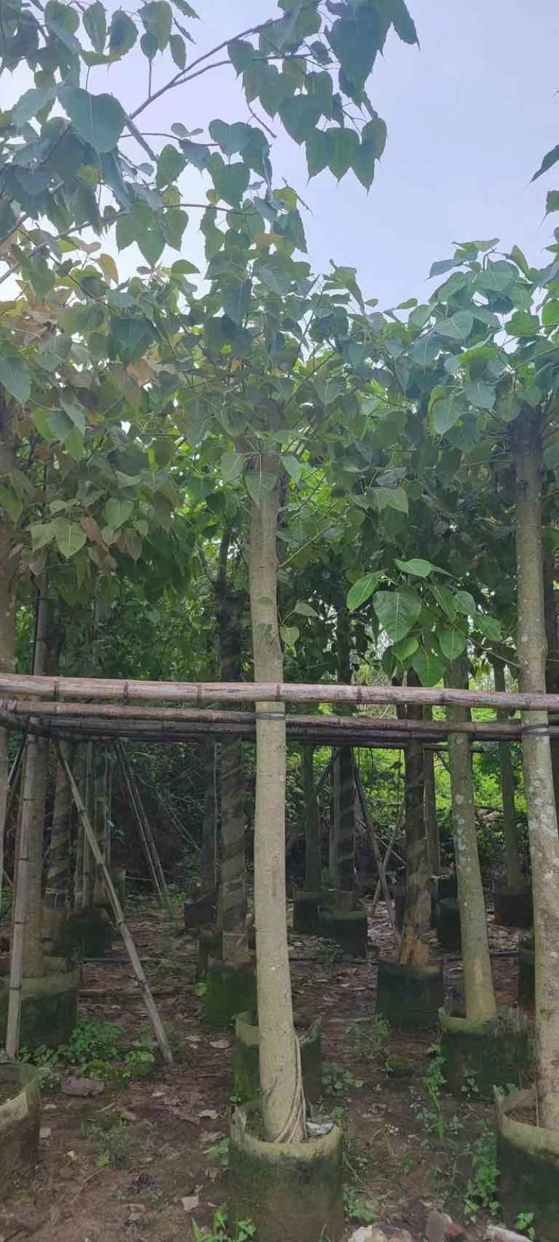 菩提榕基地直销规格齐全有需要的老板欢迎来电咨询合作