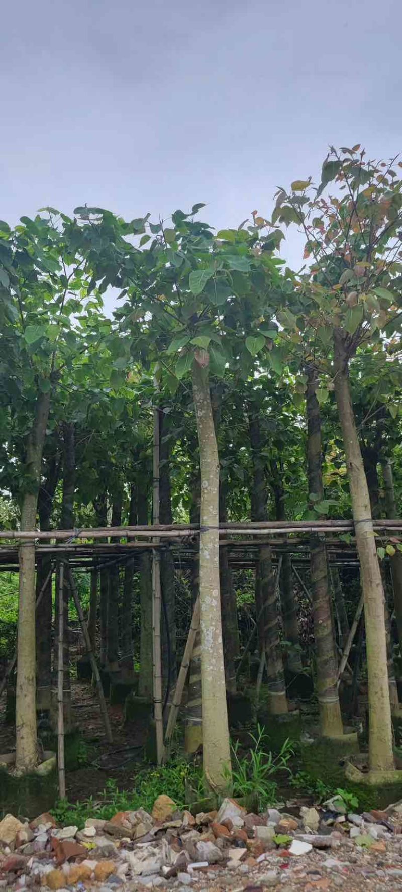 菩提榕基地直销规格齐全有需要的老板欢迎来电咨询合作
