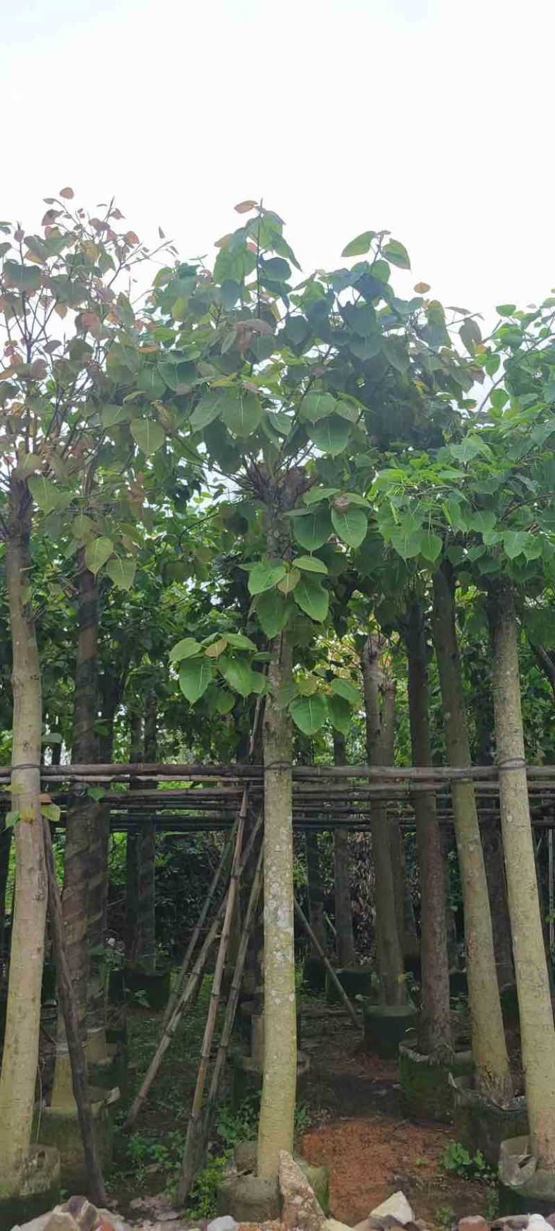 菩提榕基地直销规格齐全有需要的老板欢迎来电咨询合作
