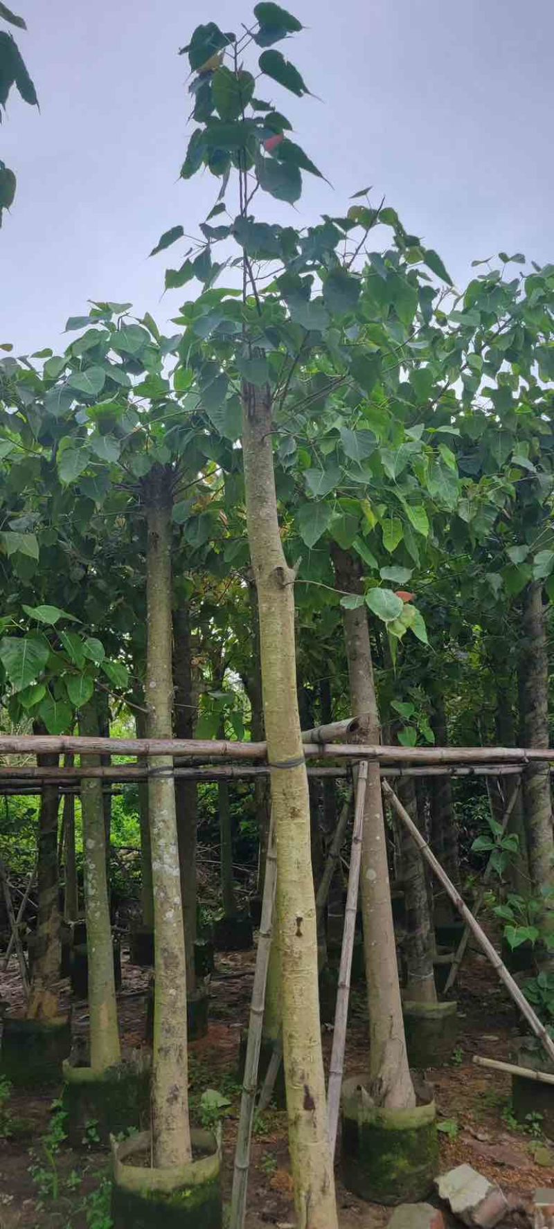 菩提榕基地直销规格齐全有需要的老板欢迎来电咨询合作