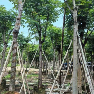 栾树基地直销规格齐全有需要的老板欢迎来电咨询合作