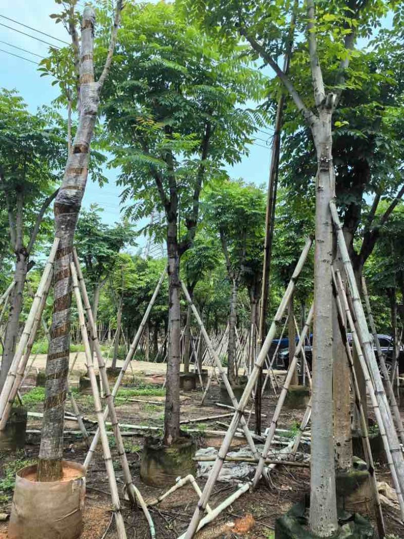 栾树基地直销规格齐全有需要的老板欢迎来电咨询合作