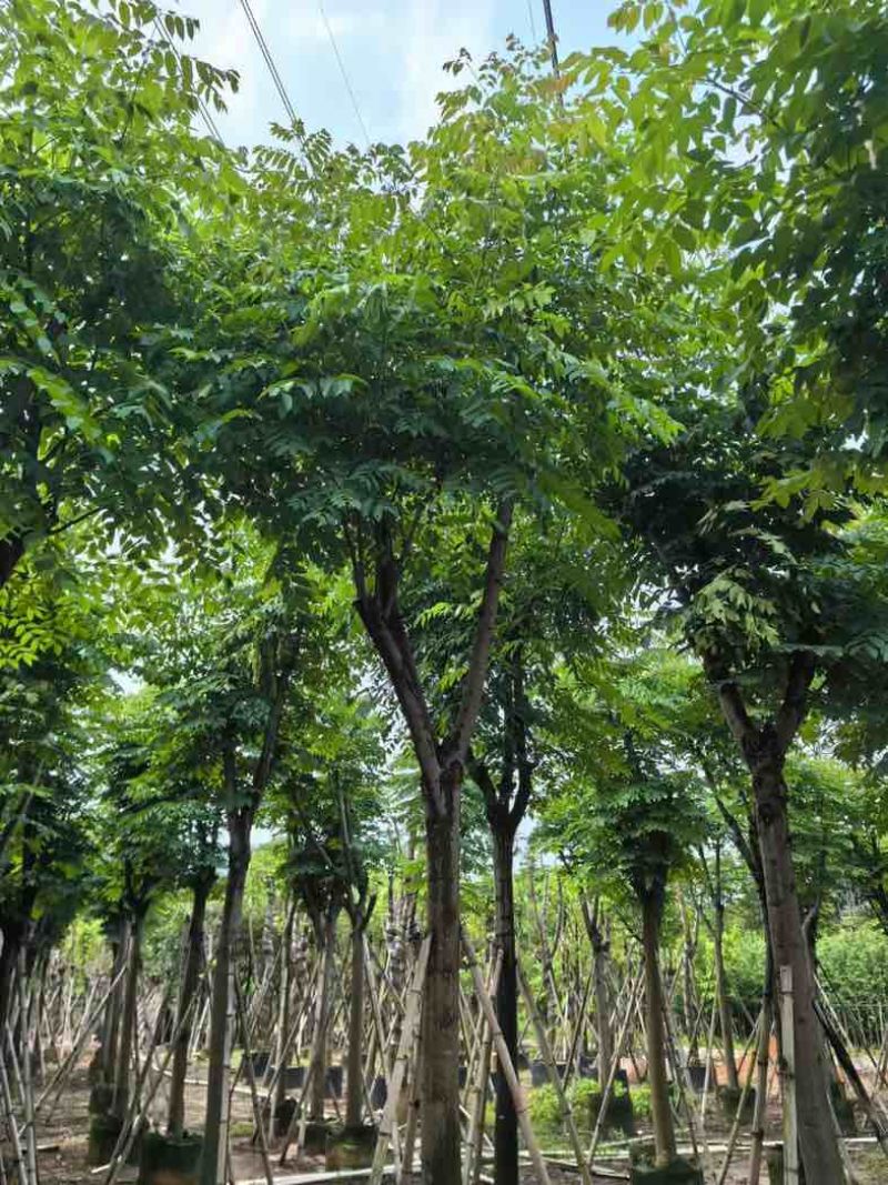 栾树基地直销规格齐全有需要的老板欢迎来电咨询合作