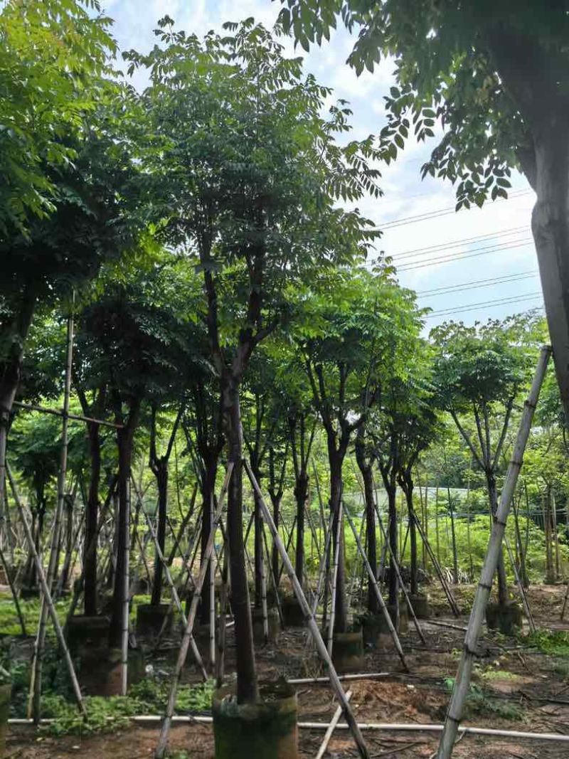 栾树基地直销规格齐全有需要的老板欢迎来电咨询合作
