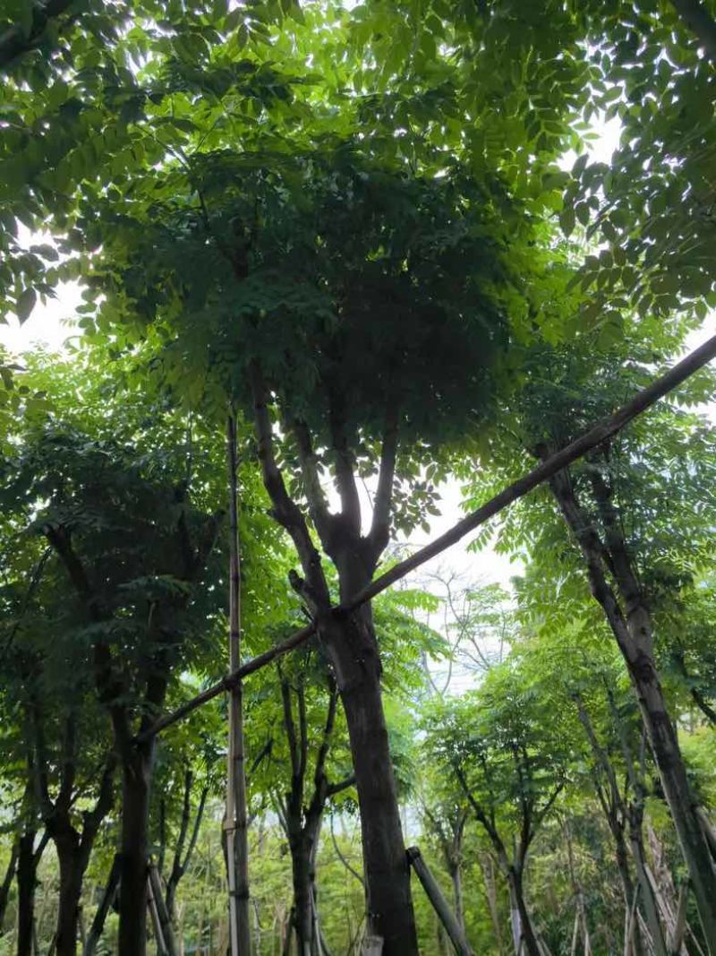 栾树基地直销规格齐全有需要的老板欢迎来电咨询合作