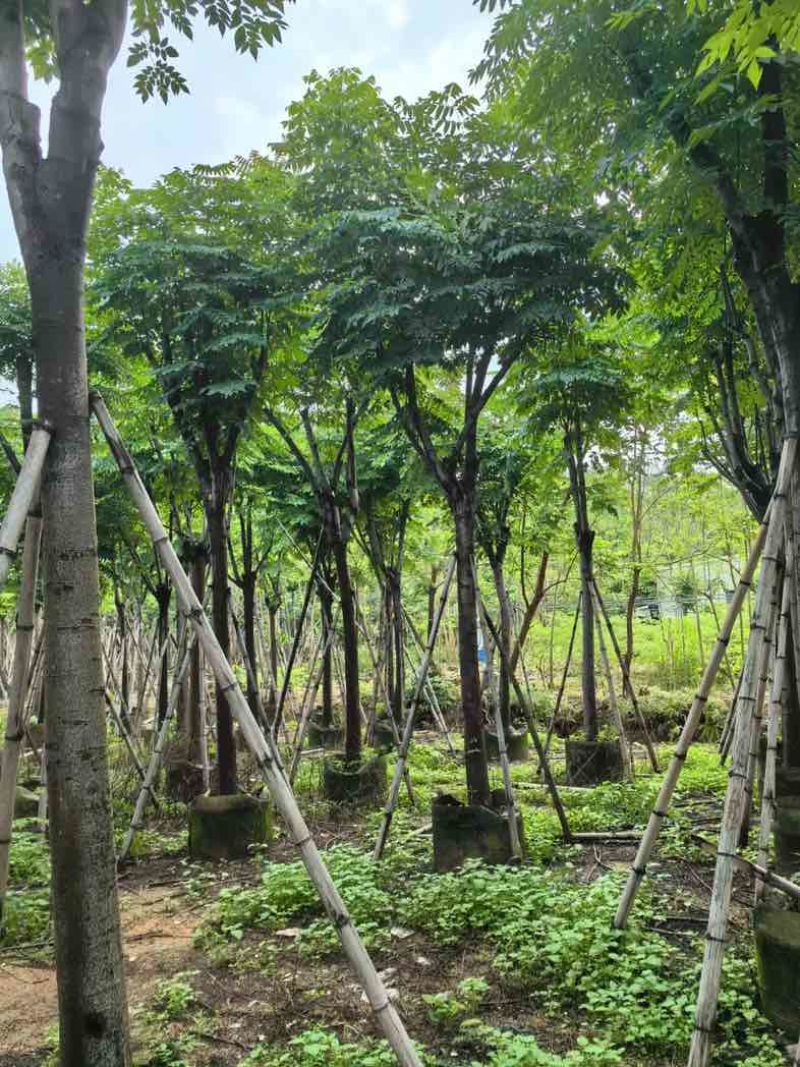 栾树基地直销规格齐全有需要的老板欢迎来电咨询合作