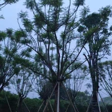 全冠蓝花楹基地直销规格齐全有需要的老板欢迎来电咨询合作