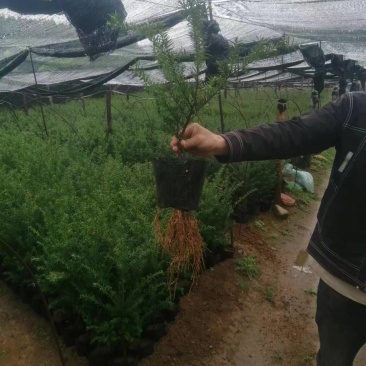 红豆杉，杯苗小苗定植苖，品质好规格全，东北耐寒适应性强。