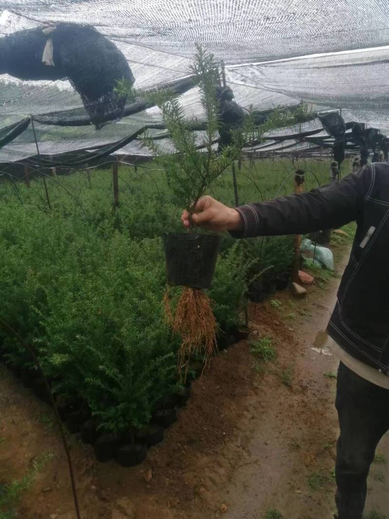 红豆杉，杯苗小苗定植苖，品质好规格全，东北耐寒适应性强。