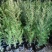 红豆杉，杯苗小苗定植苖，品质好规格全，东北耐寒适应性强。