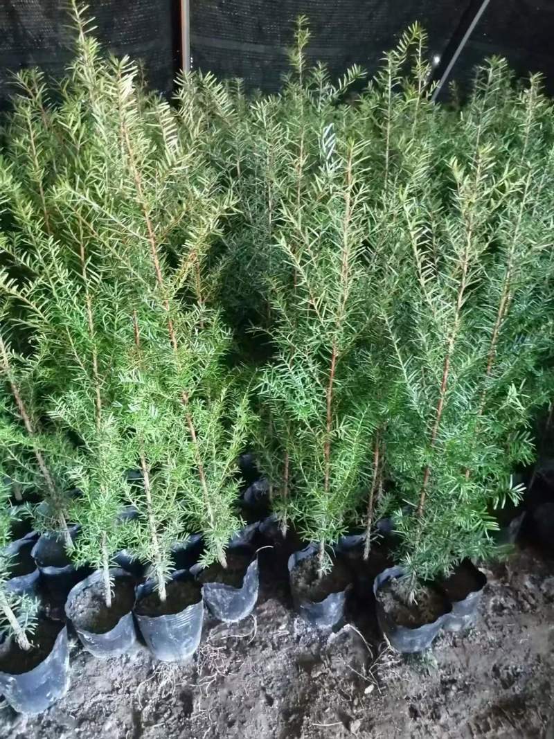 红豆杉，杯苗小苗定植苖，品质好规格全，东北耐寒适应性强。