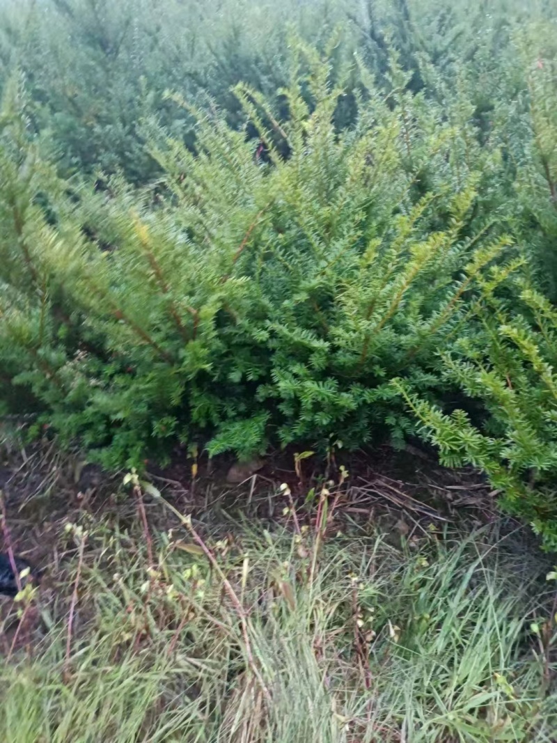 红豆杉，杯苗小苗定植苖，品质好规格全，东北耐寒适应性强。
