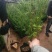 红豆杉，杯苗小苗定植苖，品质好规格全，东北耐寒适应性强。