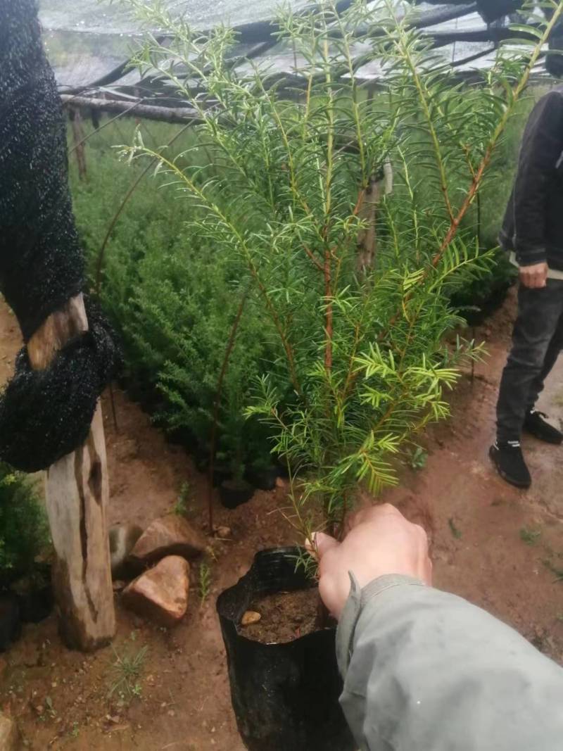 红豆杉，杯苗小苗定植苖，品质好规格全，东北耐寒适应性强。