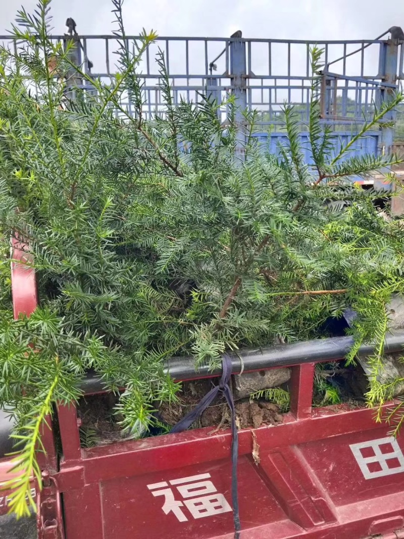 红豆杉，杯苗小苗定植苖，品质好规格全，东北耐寒适应性强。