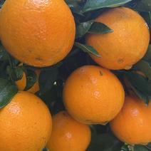 湖南江永夏橙大量上市中，皮薄肉甜，多汁，有需要的