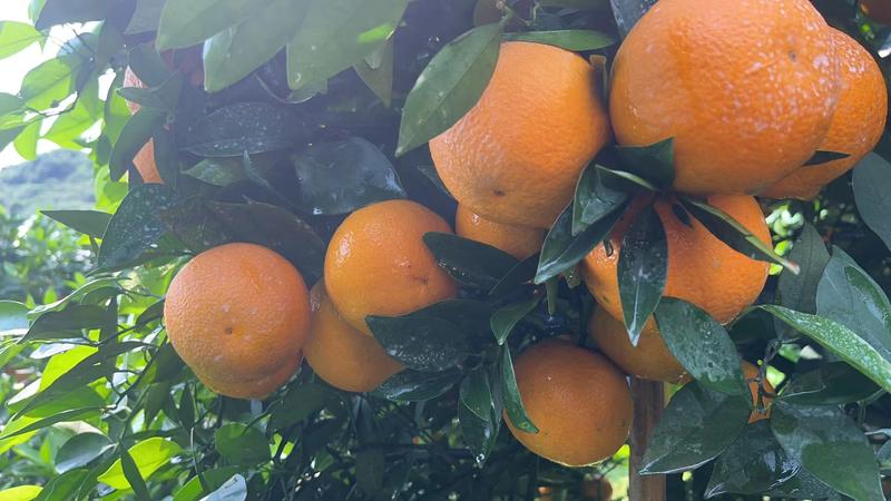 湖南江永夏橙大量上市中，皮薄肉甜，多汁，有需要的联系