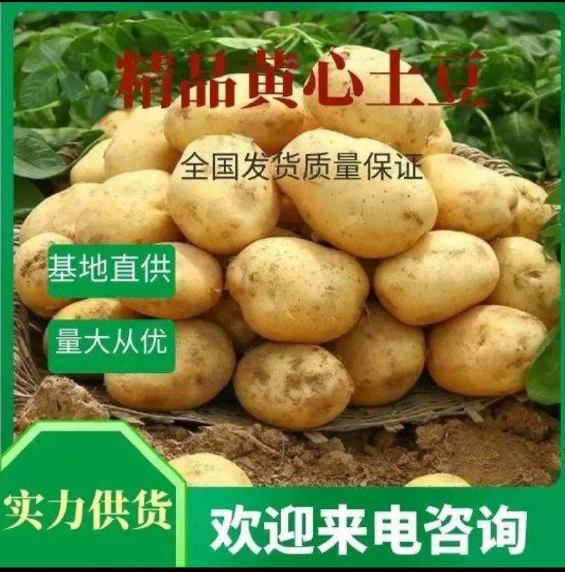 精品黄心土豆大量上市，现挖现发支持视频看货，货发全国市场