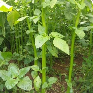汉菜