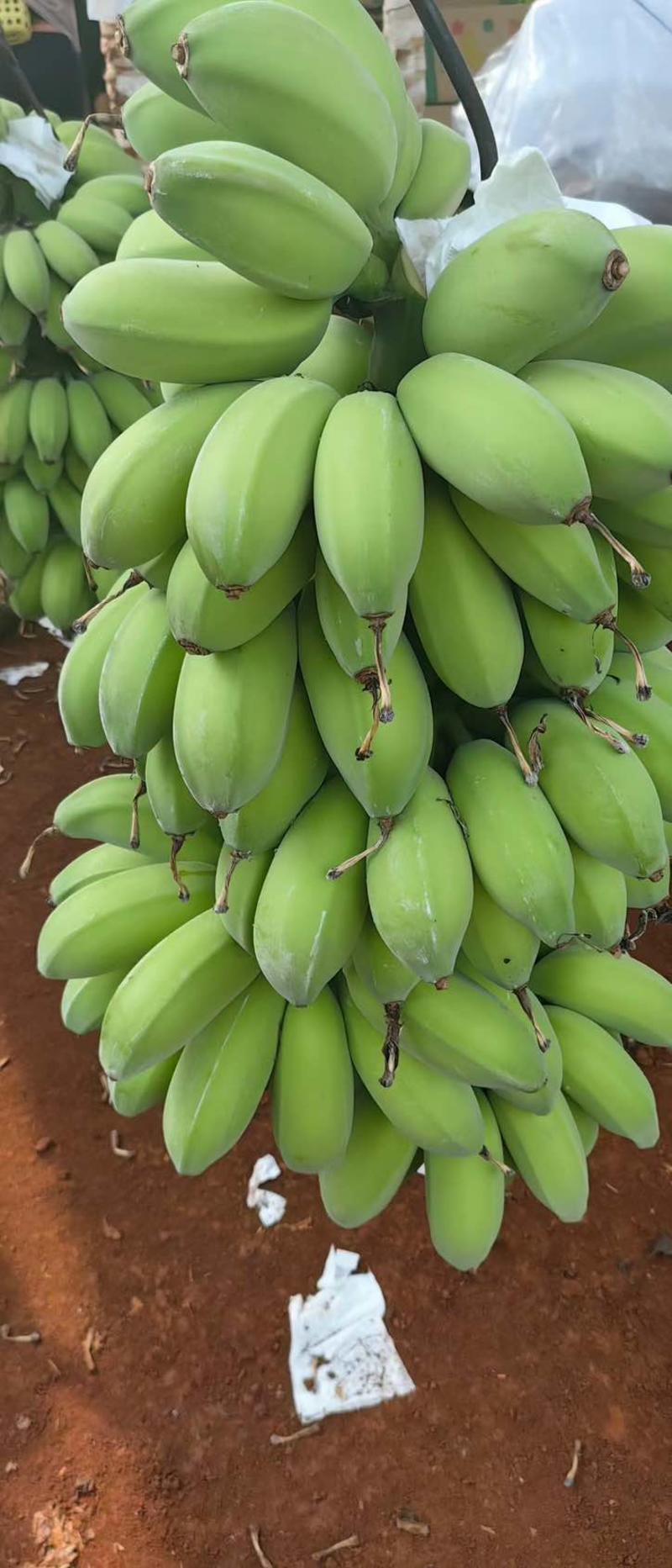 禁止焦虑水培香蕉苹果蕉带杆支持一件代发。