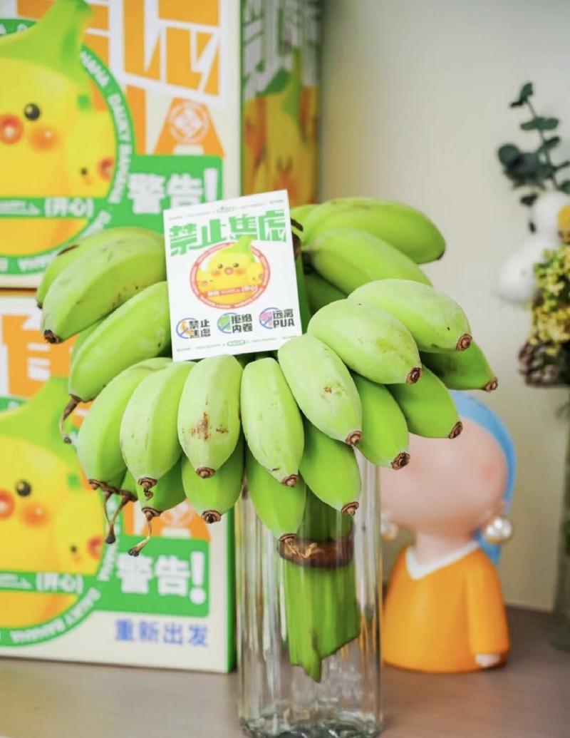 禁止焦虑水培香蕉苹果蕉带杆支持一件代发。