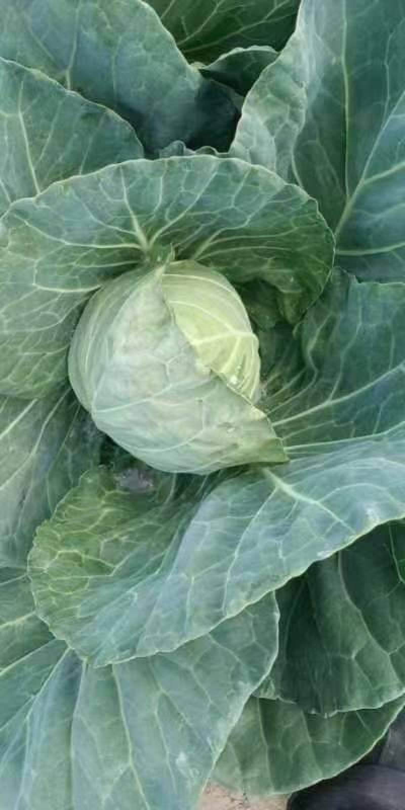 甘蓝产地直发一首货源