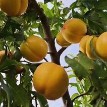 【实力推荐】河北精品黄油桃大量上市产地直供对接市场电商