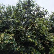 水蒲桃树(17一20公斤)
