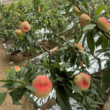 保定大棚毛蟠桃大量上市中