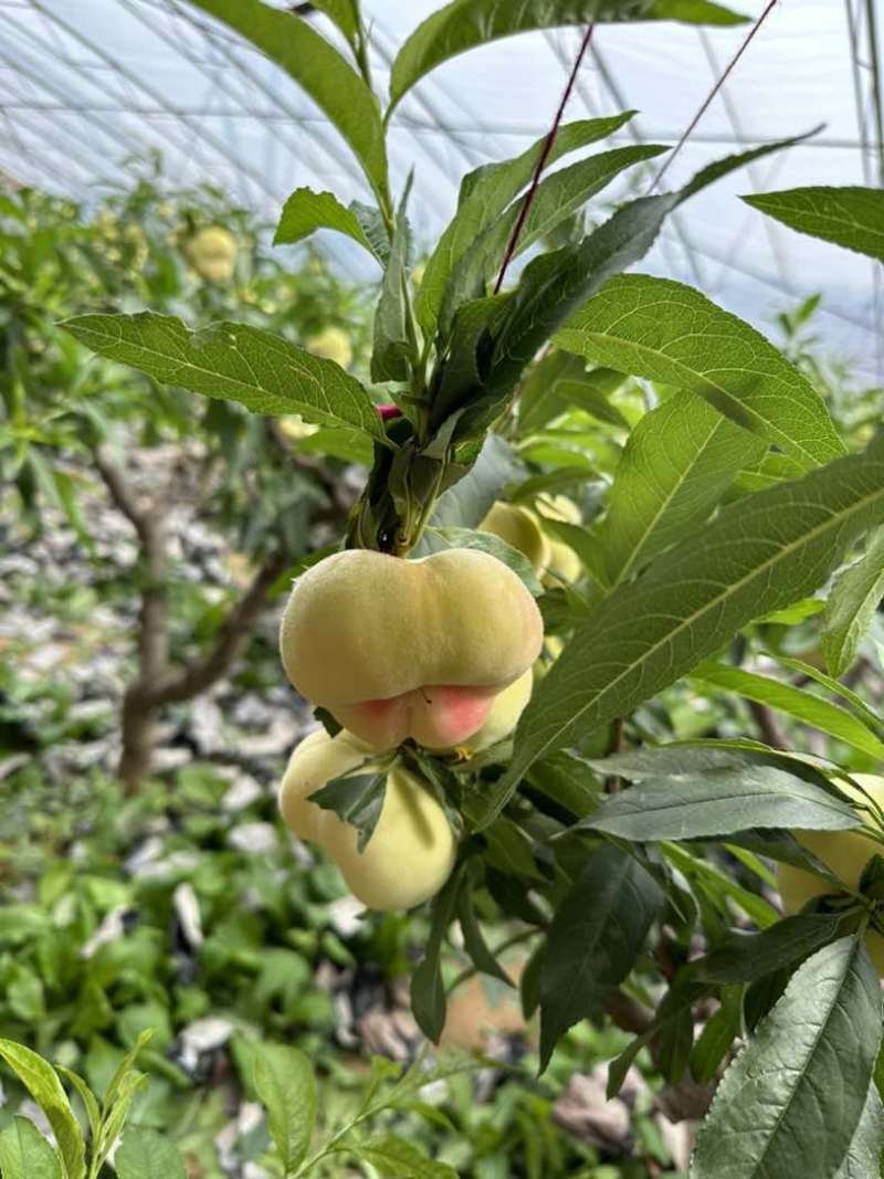 保定大棚毛蟠桃大量上市中