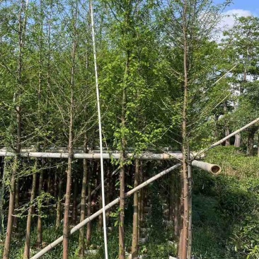 金叶水杉树基地直销规格齐全欢迎老板来电咨询合作