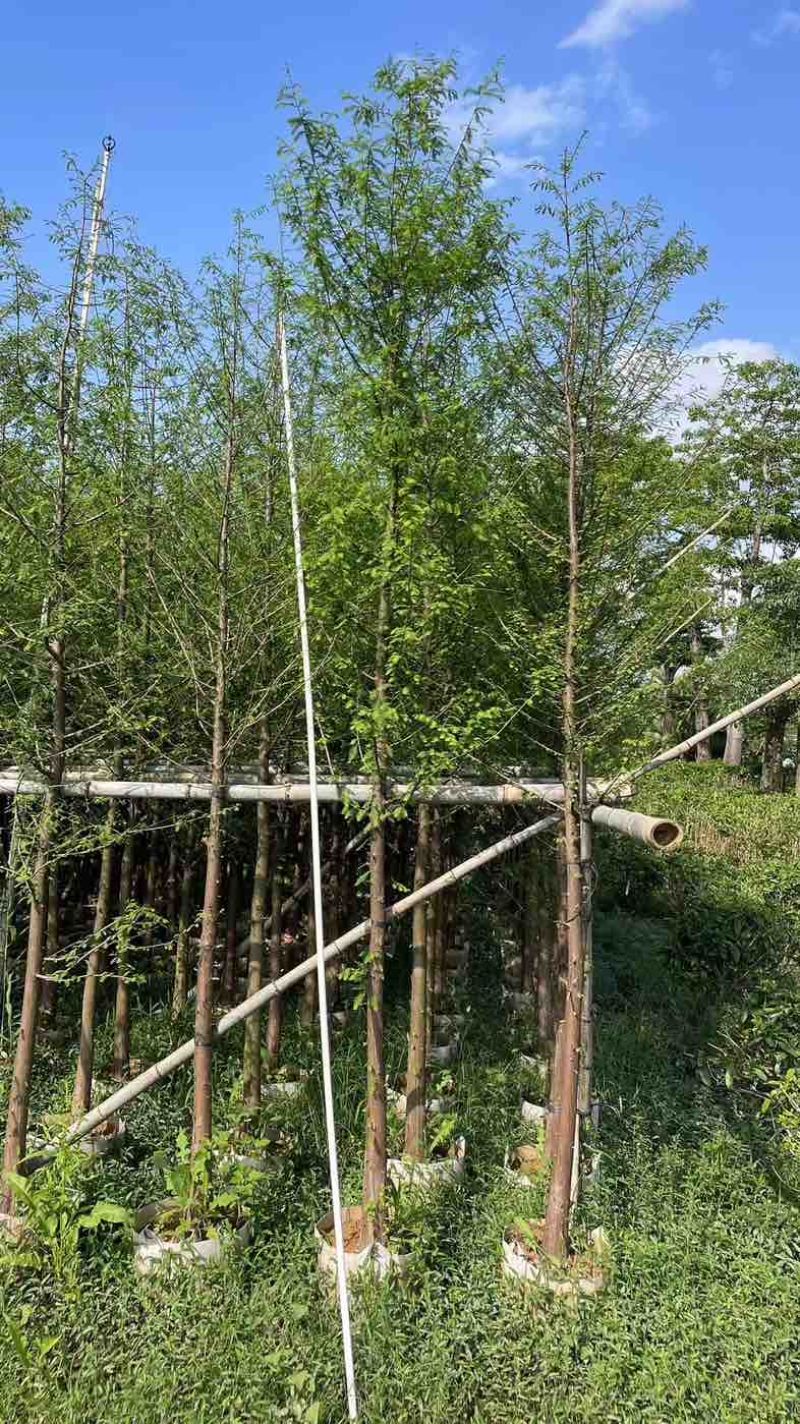 金叶水杉树基地直销规格齐全欢迎老板来电咨询合作
